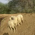 5فران للبيع اعمار 6 شهور تقريبا
