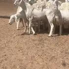 غنم حريات حرش كفو صنف فواخر دفيع ومضاريع للبيع