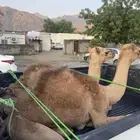 اثنين حشوان للبيع