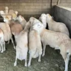 طليان ذبايح حريات سواكن ورفيديات كاش او اقساد