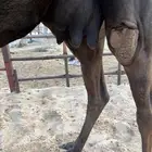 للبيع القحه مقرب