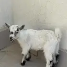 ماعز قزم ( عرض اليوم )