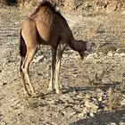 حوار سته شهور