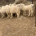 خرفان ورخان حريات