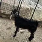 عنز عارضيه صغيرة سن.