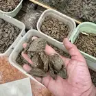 عود ازرق (كلمنتان )الكيلو ب 1000  التوصيل في جدة