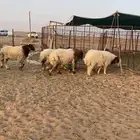 بهم نعيم هرافي
