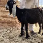عنز دافع