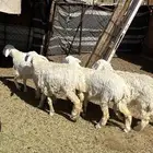 رخال مقنوي 9 شهور
