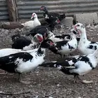 للبيع بط مسكوفي بدايه بيض