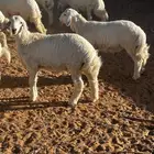 ذبايح للبيع حريات بهم طليان خروف للبيع السعر من 1250