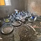 حمام فرنسي أحجام كبيرة منتج