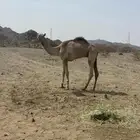 ركبي للبيع