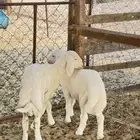 خرفان لبانيه بريه على شعير وبرسيم وحليب