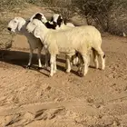 سواكن تربيه