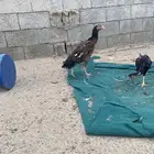 دجاج سندي