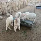 بهم حبص
