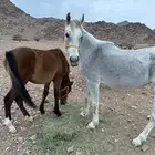 فرس شعبيه تحته مهره للبيع