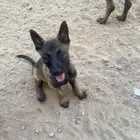 جراء مالينو بيور