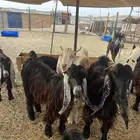 معزا عوارض صغار سن من جذعة الى رباع للبيع