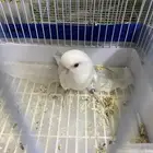 للبيع ذكر البينو منتج وصافي
