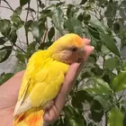 فرخ روز لاتينو رد اوبلاين تم البيع