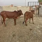 خبيش للبيع