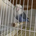 ببغاء طيور روز