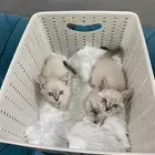 كيتن هملايا