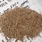 بذر قمح معيه