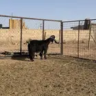 للبيع عنز مضرع