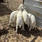 الشميسي طريق الخواجات