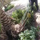 نخيل من اجود ما يكون مثمر ومشكل