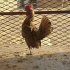 ديك سبرايت اللون نحاسي الصحه ممتاز