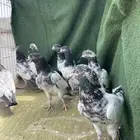 حمام باكستاني شبابات
