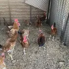 ديكه بلديه للبيع - الموقع الحناكيه