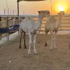 حشوان للبيع