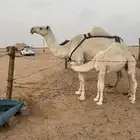 عشرا كفو للبيع