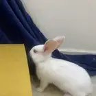 ارنب فرنسي صغير