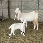 ثنيه تحتها تيس طيبه