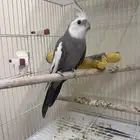 ذكر كروان وايت فيس