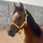 حصان للبيع