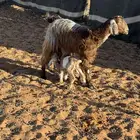 معزا للبيع غرب من الارطاويه 30 كيلو