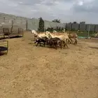 ست درمانيات