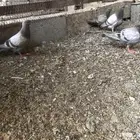 فروخ سلفر للبيع