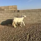 رخال حريات متابيع