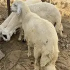 3 خرفان