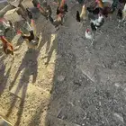 ديك العدد 13
