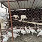دجاج رومي
