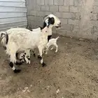 عنز متاومه